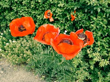 Fahrradtag Mohnblume