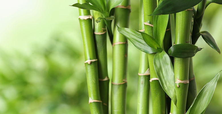© New Africa - stock.adobe.com - 296255302