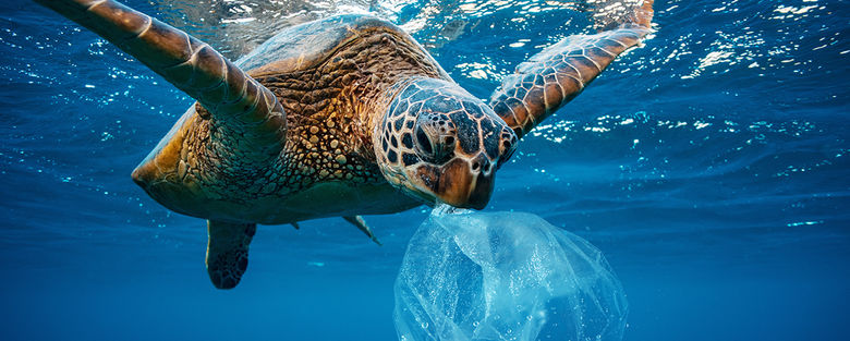 © willyam / stock.adobe.com / 240810340 Schildkröte frisst Plastik 1180x474