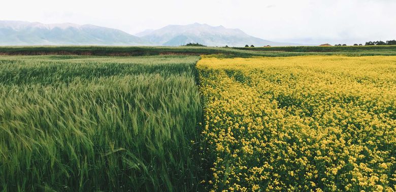 © lorengu / Unsplash Blogbild Anteil Biobasiert
